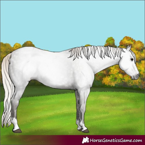 Horse Color:Gray Silver Smoky Black Varnish Rabicano 