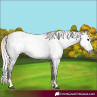 Horse Color:Gray Silver Smoky Black Varnish Rabicano