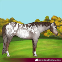 Horse Color:Gray Chestnut Near Leopard Rabicano 