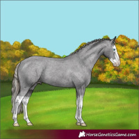 Horse Color:Smoky Black Splash Appaloosa Rabicano 