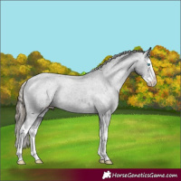Horse Color:Smoky Black Splash Appaloosa Rabicano