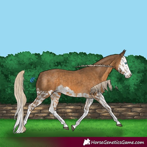 Horse Color:Chocolate Palomino Splash  and Chocolate Palomino Splash 