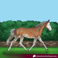 Horse Color:Chocolate Palomino Splash  and Chocolate Palomino Splash 