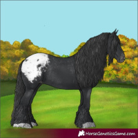 Horse Color:Black Appaloosa Rabicano 