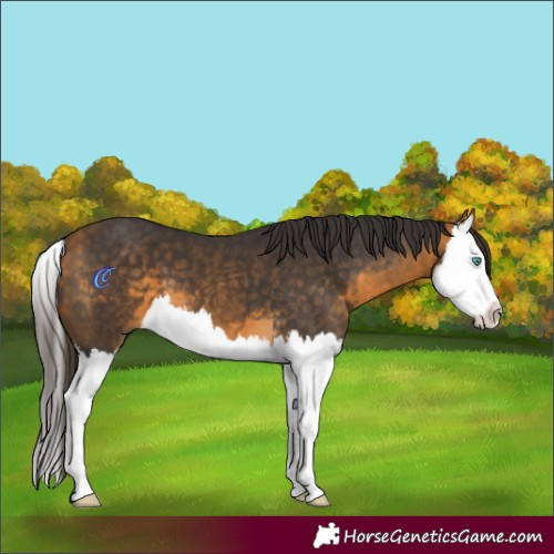 Horse Color:Buckskin Splash 