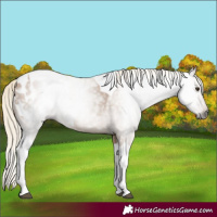 Horse Color:Gray Palomino Tobiano Appaloosa