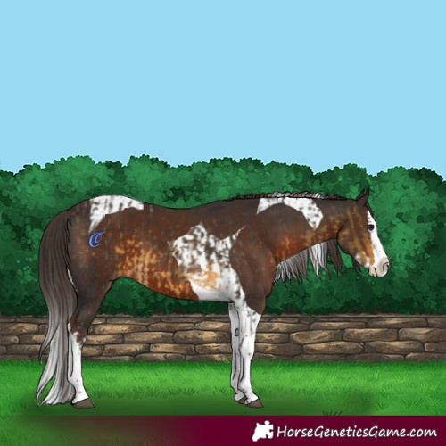 Horse Color:Buckskin Splash Tobiano  and Liver Chestnut Splash Tobiano 