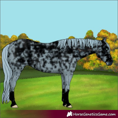 Horse Color:ERROR: UNKNOWN ANOMALY
