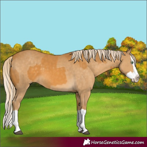 Horse Color:Palomino Splash  and Palomino Splash 