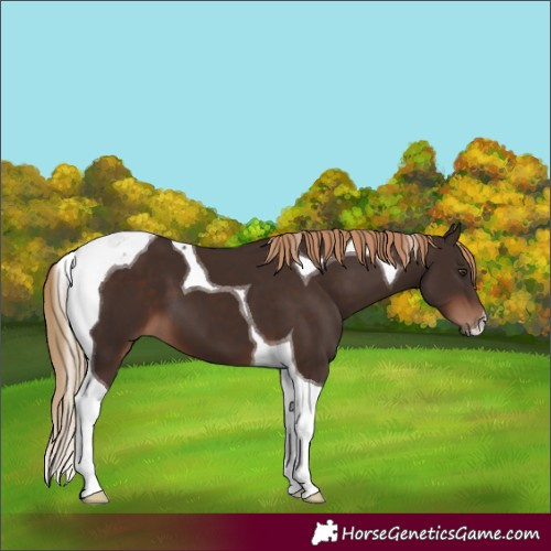 Horse Color:Liver Chestnut Tobiano 