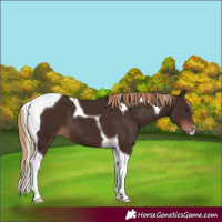 Horse Color:Liver Chestnut Tobiano 