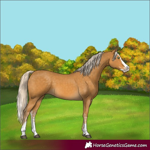 Horse Color:Palomino Splash and Palomino Splash