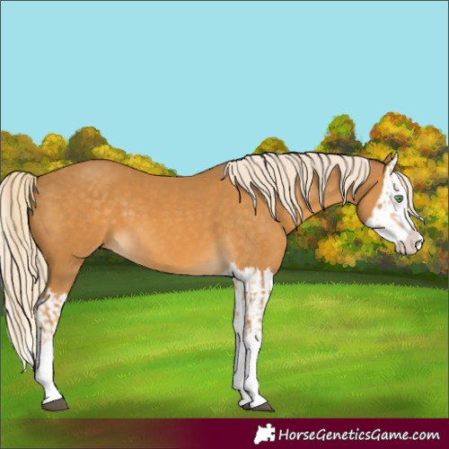 Horse Color:Palomino Splash  and Palomino Splash 
