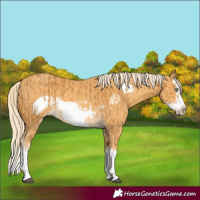 Horse Color:Palomino Splash Frame  and Gold Cream Champagne Splash Frame 
