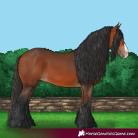 Horse Color:Unknown 