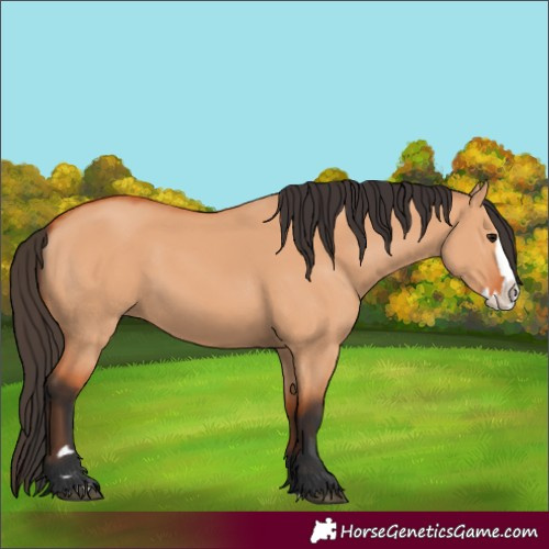 Horse Color:Bay Dun Splash 