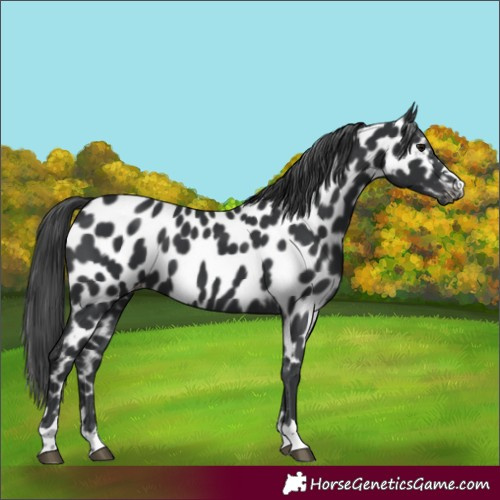 Horse Color:Black Appaloosa 