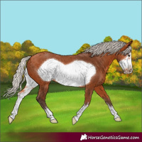 Horse Color:Silver Bay Sabino Frame