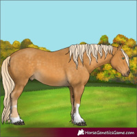 Horse Color:Palomino and Palomino