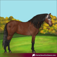 Horse Color:Gray Bay 