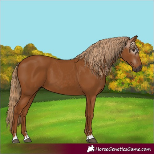 Horse Color:Gray Chestnut 