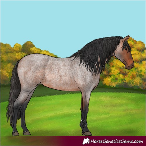 Horse Color:Bay Roan 