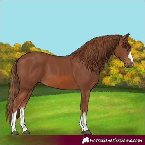 Horse Color:Chestnut 