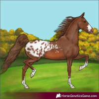 Horse Color:Chestnut Appaloosa
