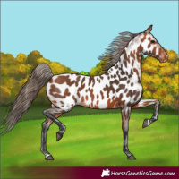 Horse Color:Bay Appaloosa 