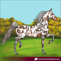 Horse Color:Bay Appaloosa
