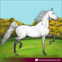 Horse Color:Gray Bay Appaloosa