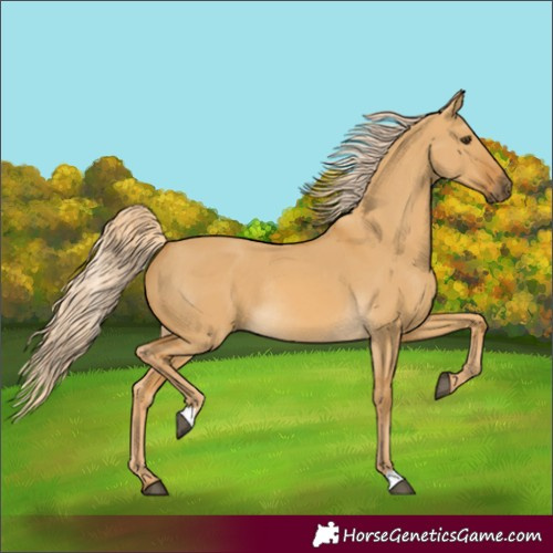 Horse Color:Palomino Dun Rabicano 