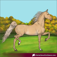 Horse Color:Palomino Dun Rabicano