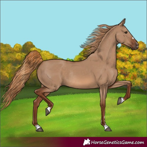 Horse Color:Red Dun Rabicano