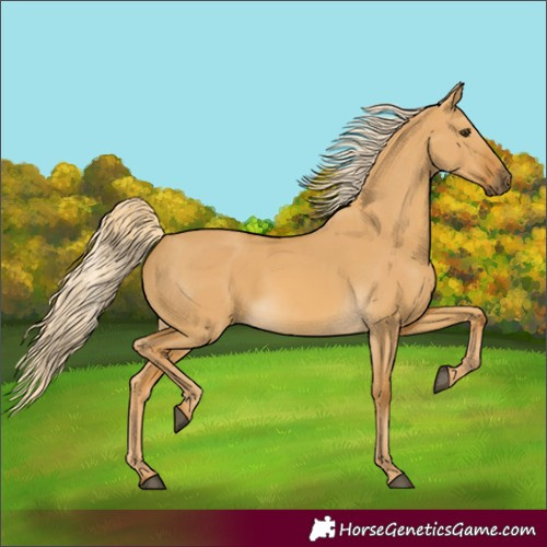 Horse Color:Palomino Dun Rabicano 