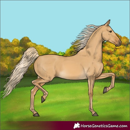 Horse Color:Palomino Dun Rabicano 