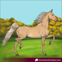 Horse Color:Palomino Dun Rabicano 