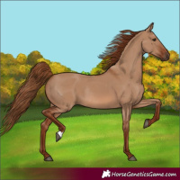 Horse Color:Red Dun Rabicano