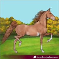 Horse Color:Gold Champagne Tobiano