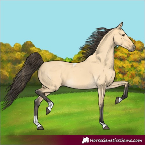 Horse Color:Buckskin Dun Tobiano 