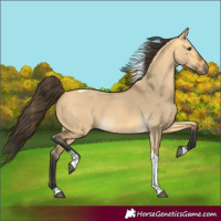 Horse Color:Buckskin Dun Tobiano