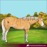 Horse Color:Palomino Splash  and Palomino Splash 