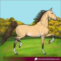Horse Color:Buckskin Dun Tobiano 