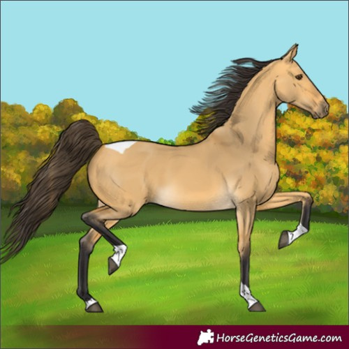 Horse Color:Buckskin Dun Tobiano 