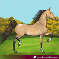 Horse Color:Buckskin Dun Tobiano