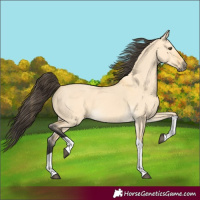 Horse Color:Buckskin Dun Tobiano 