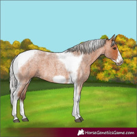 Horse Color:Silver Bay Roan Tobiano Frame 