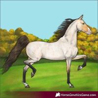 Horse Color:Buckskin Roan Dun Splash 