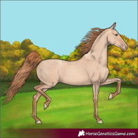Horse Color:Gold Champagne Dun Rabicano 