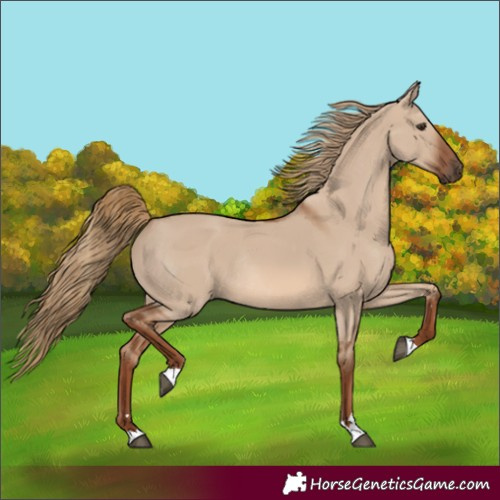 Horse Color:Red Dun Rabicano 